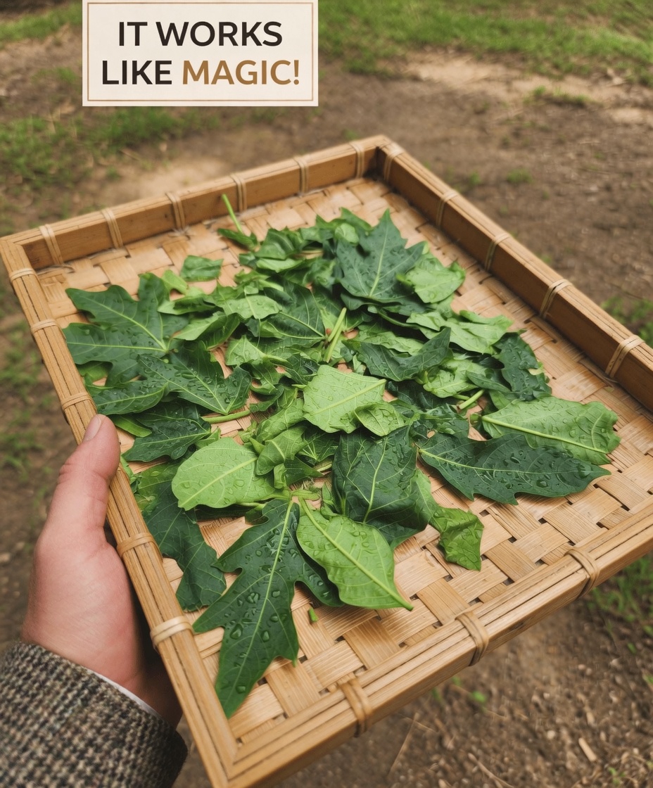 Papaya Leaves for Hair: What You Need to Know About This Popular Natural Remedy