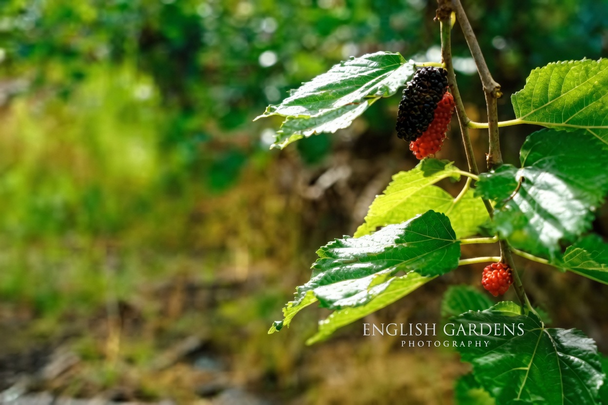 A Simple Morning Habit with Mulberry Leaf Tea That Many in Asia Have Followed for Generations