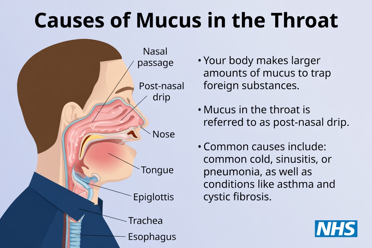 Why Mucus and Phlegm Build Up So Easily