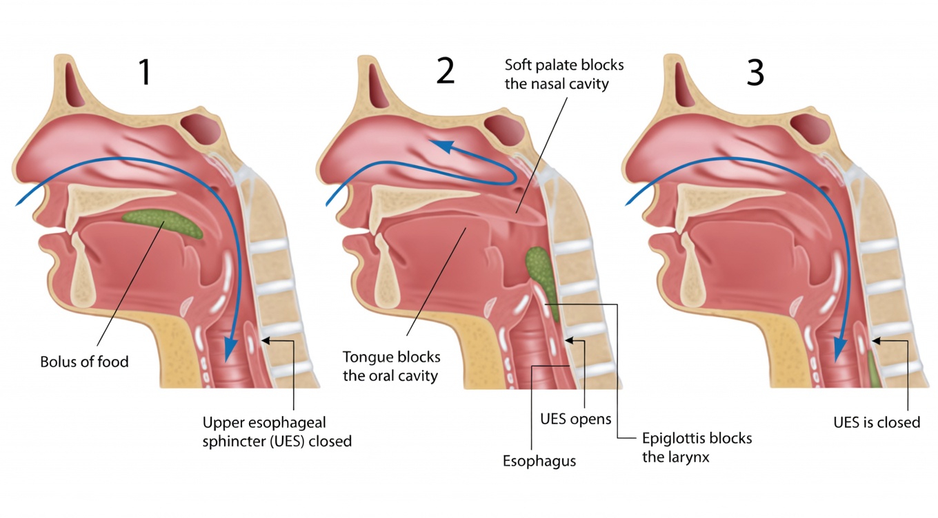 Why Mucus and Phlegm Build Up So Easily