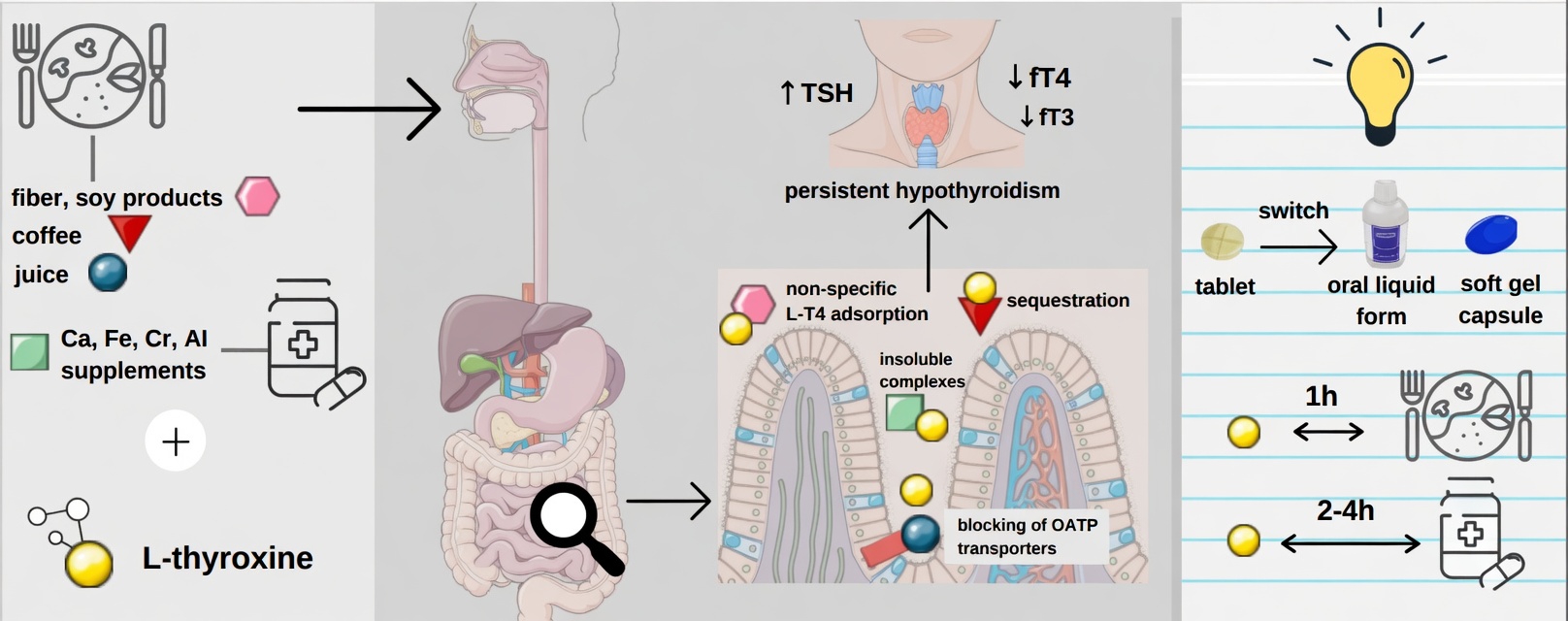 Are You Taking Levothyroxine the Wrong Way Every Morning? Habits Many Patients Overlook