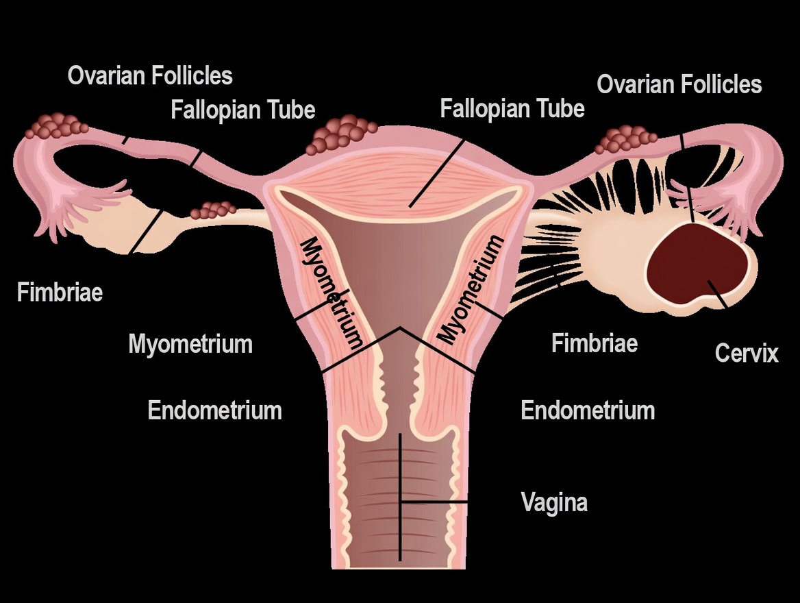 Endometriosis Warning: Everyday Habits You Should Not Ignore