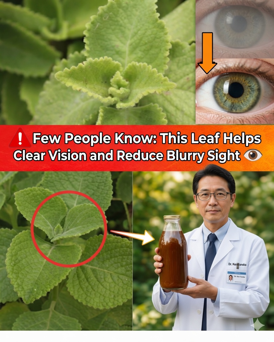 Origan Orejón pour la Vue : Remèdes Naturels, Bienfaits et Mode d’Utilisation