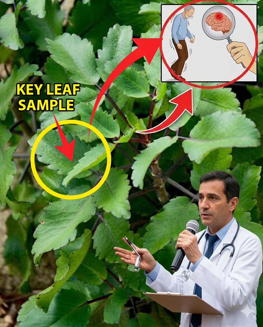 18 raisons puissantes de cultiver le kalanchoé chez vous (chaque maison devrait en avoir un !)