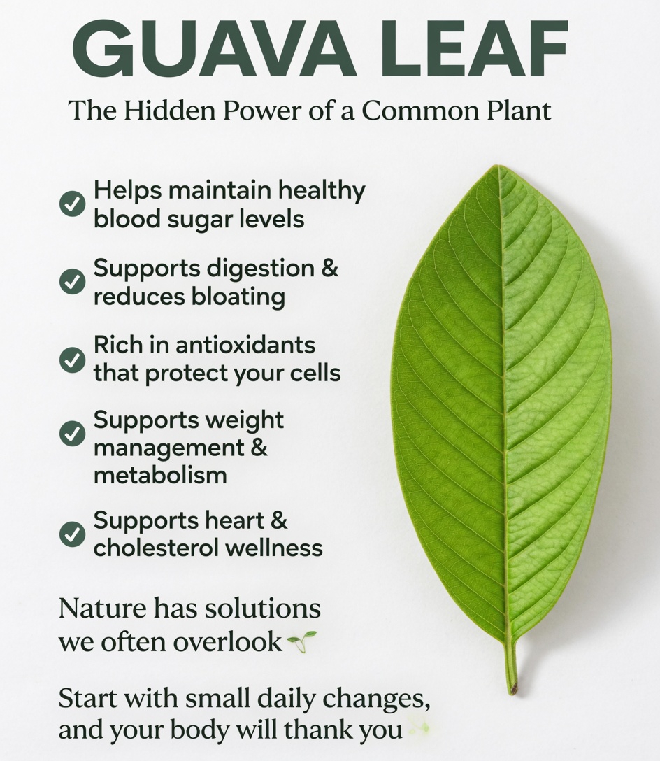 Discovering a Simple Morning Habit: Guava Leaf Tea and Its Potential Role in Daily Blood Sugar Support