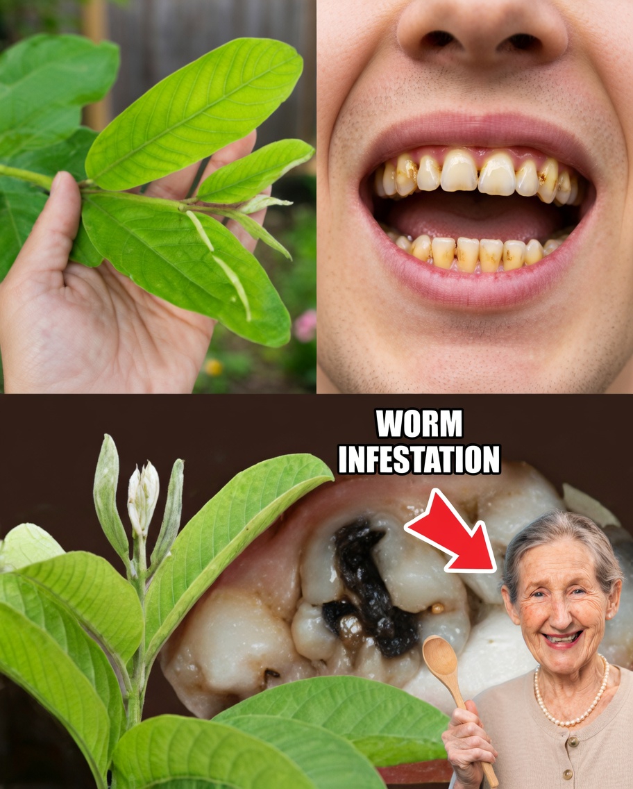 Top 3 Ways to Treat Tooth Decay with Guava Leaves – Simple and Cost-Effective