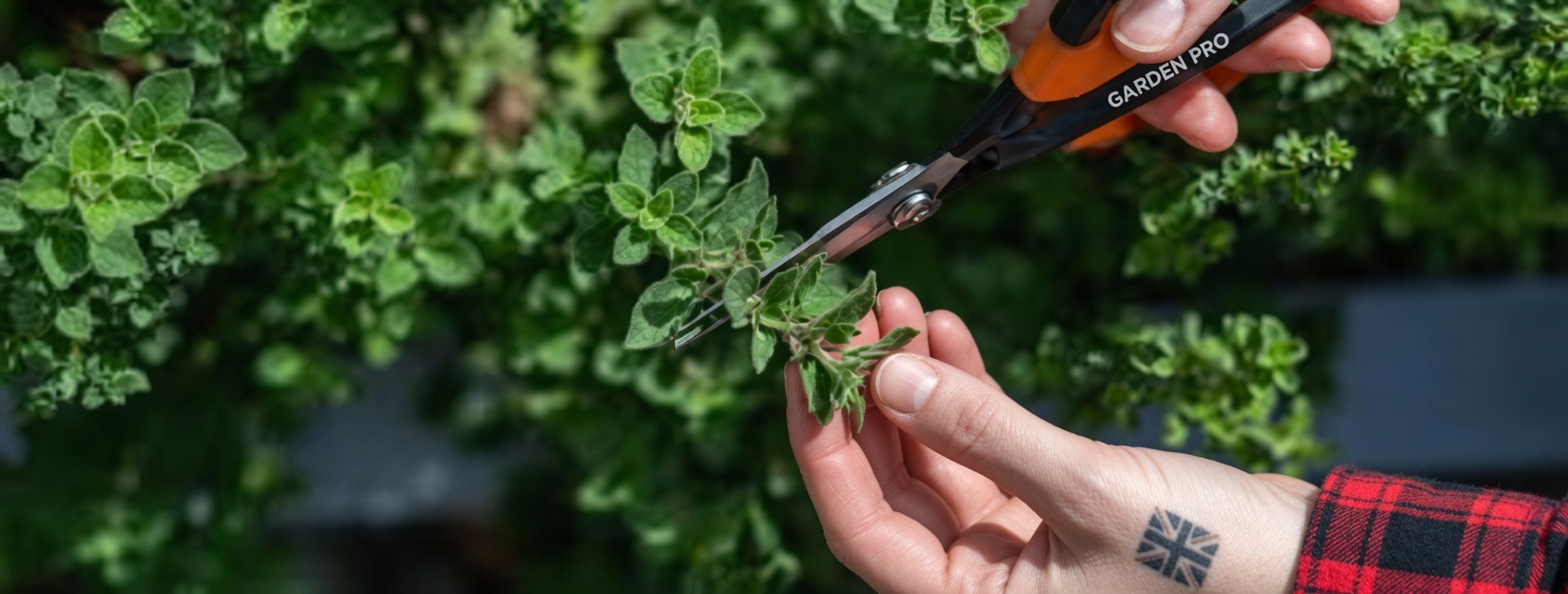 Discover the Surprising Ways Oregano Can Support Your Everyday Wellness Routine