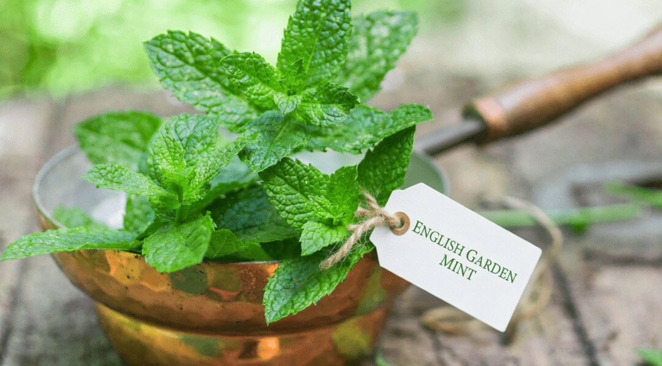 The Silent Thief: Natural Ways to Support Your Arteries Without the Pharmacy