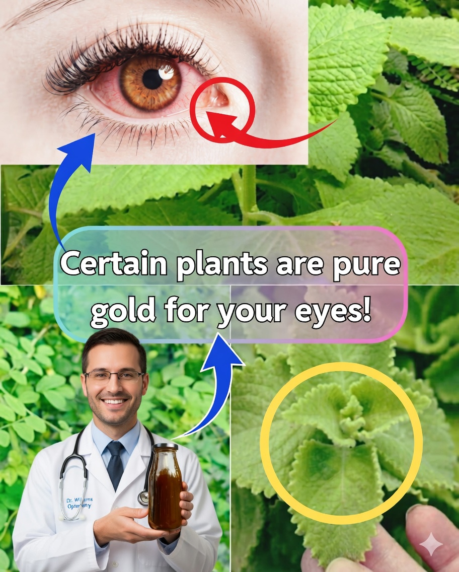 Origan orejón pour la santé des yeux : bienfaits, remèdes naturels et mode d’utilisation 🌿👁️