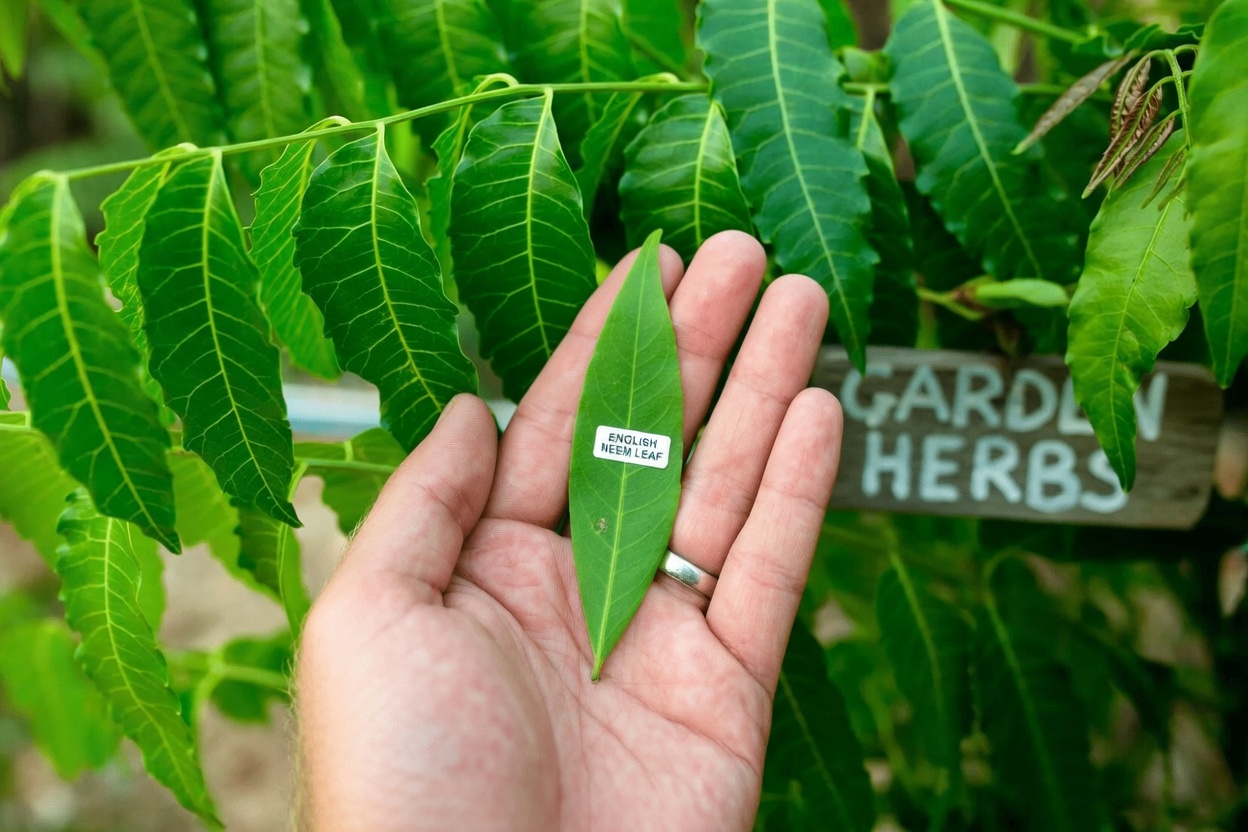 The Little-Known Asian Leaf That’s Quietly Turning Heads in Natural Health Circles