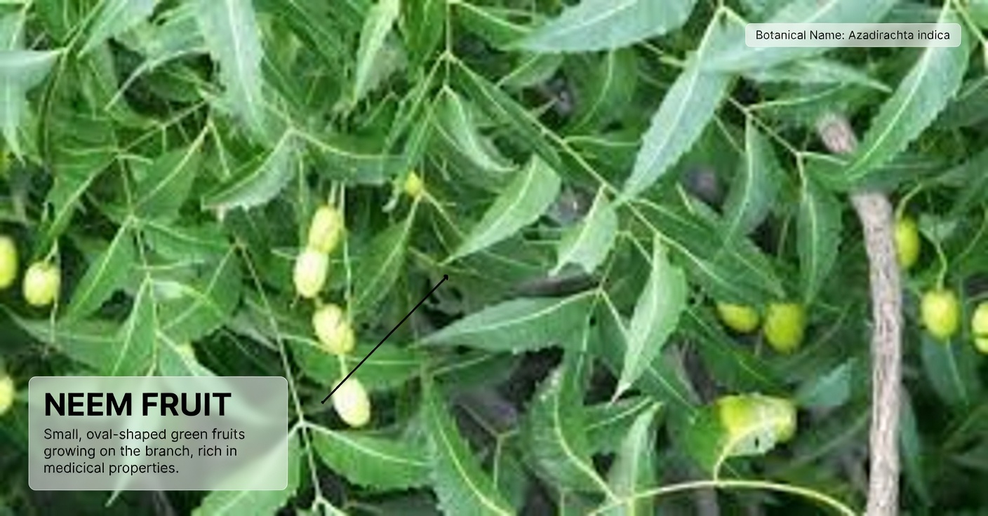 The One Bitter Leaf That’s Quietly Making Pillboxes Obsolete for Americans Over 60