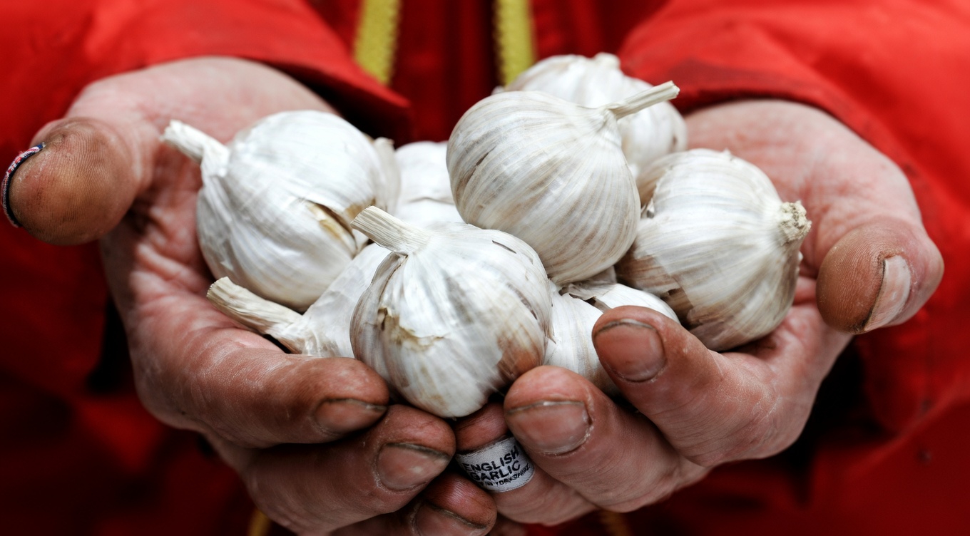 Garlic: The Natural Antibiotic That Wipes Out Infections