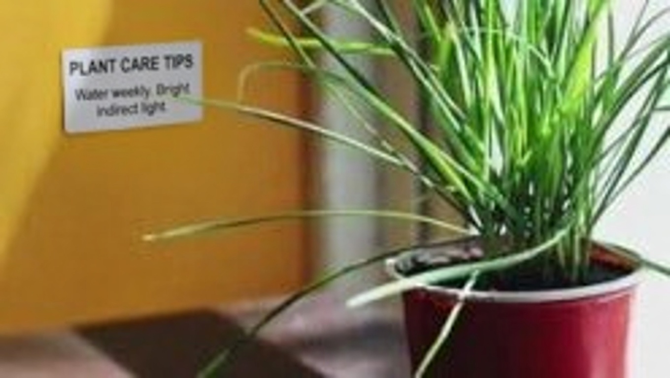 Horse Chestnut: The Strongest Natural Remedy for Swollen Legs and More…