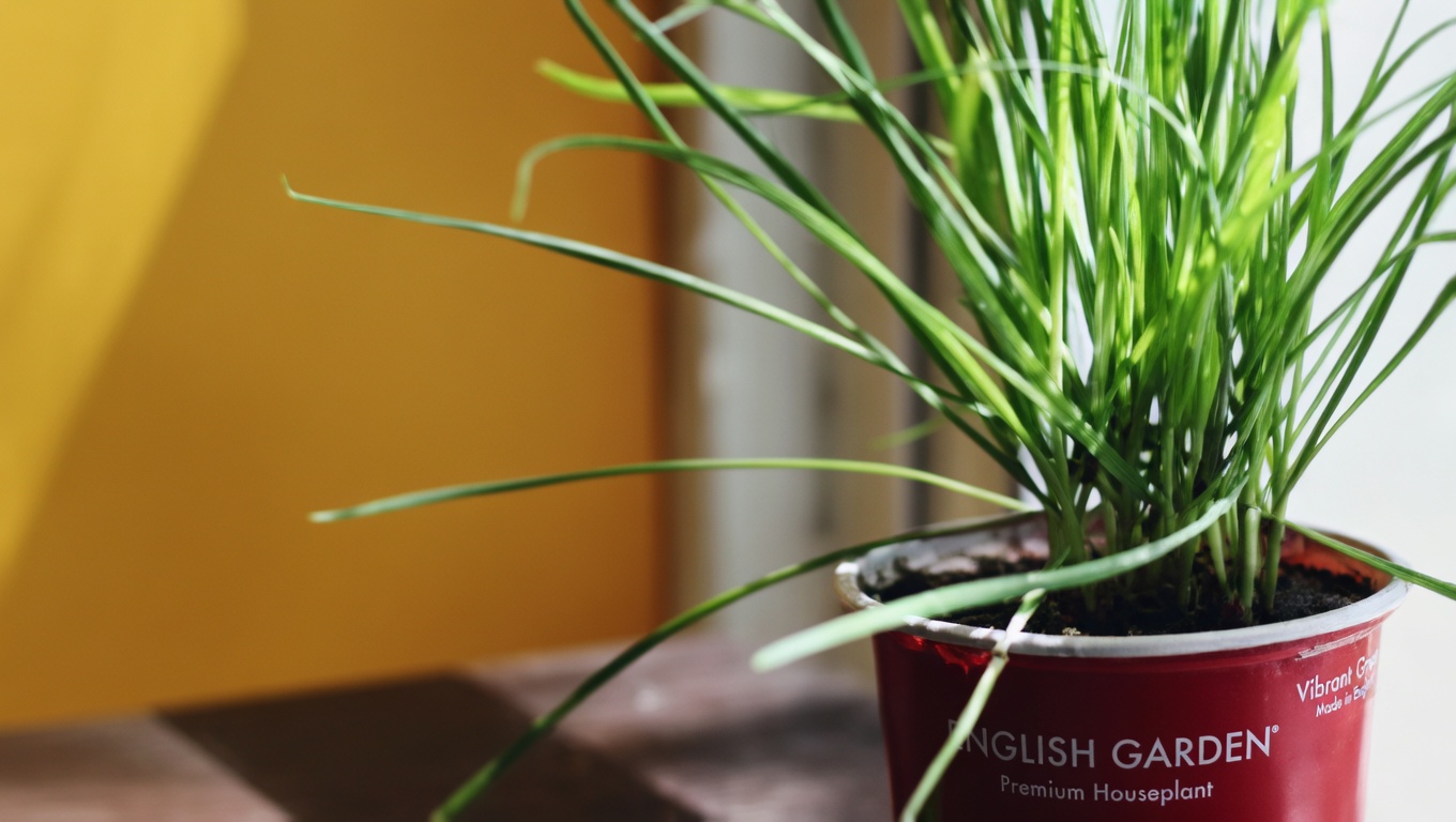 Garlic for Ear Health: Natural Relief and Protection