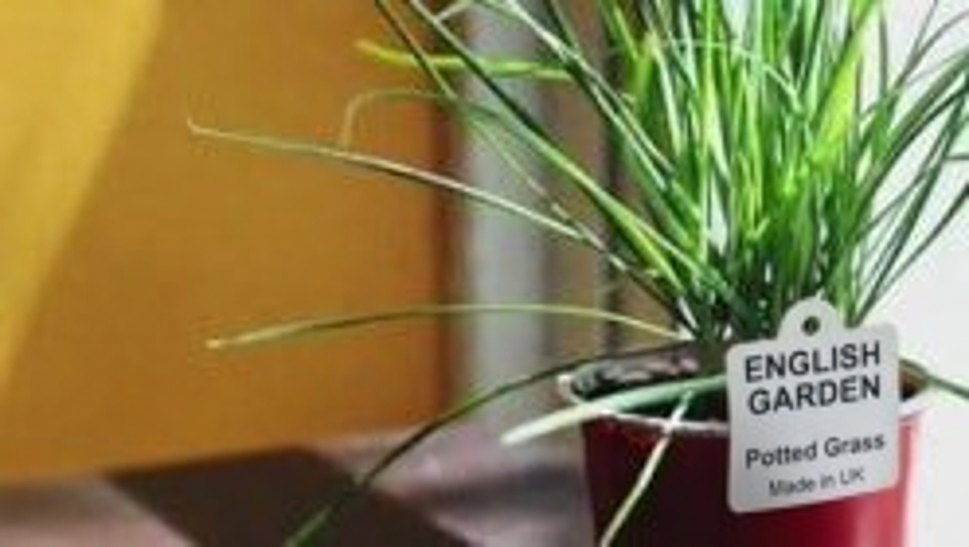 The Hidden Power of Blueberry Leaves