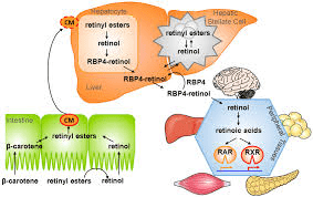 What Is Vitamin A and Why Does It Matter for Circulation?