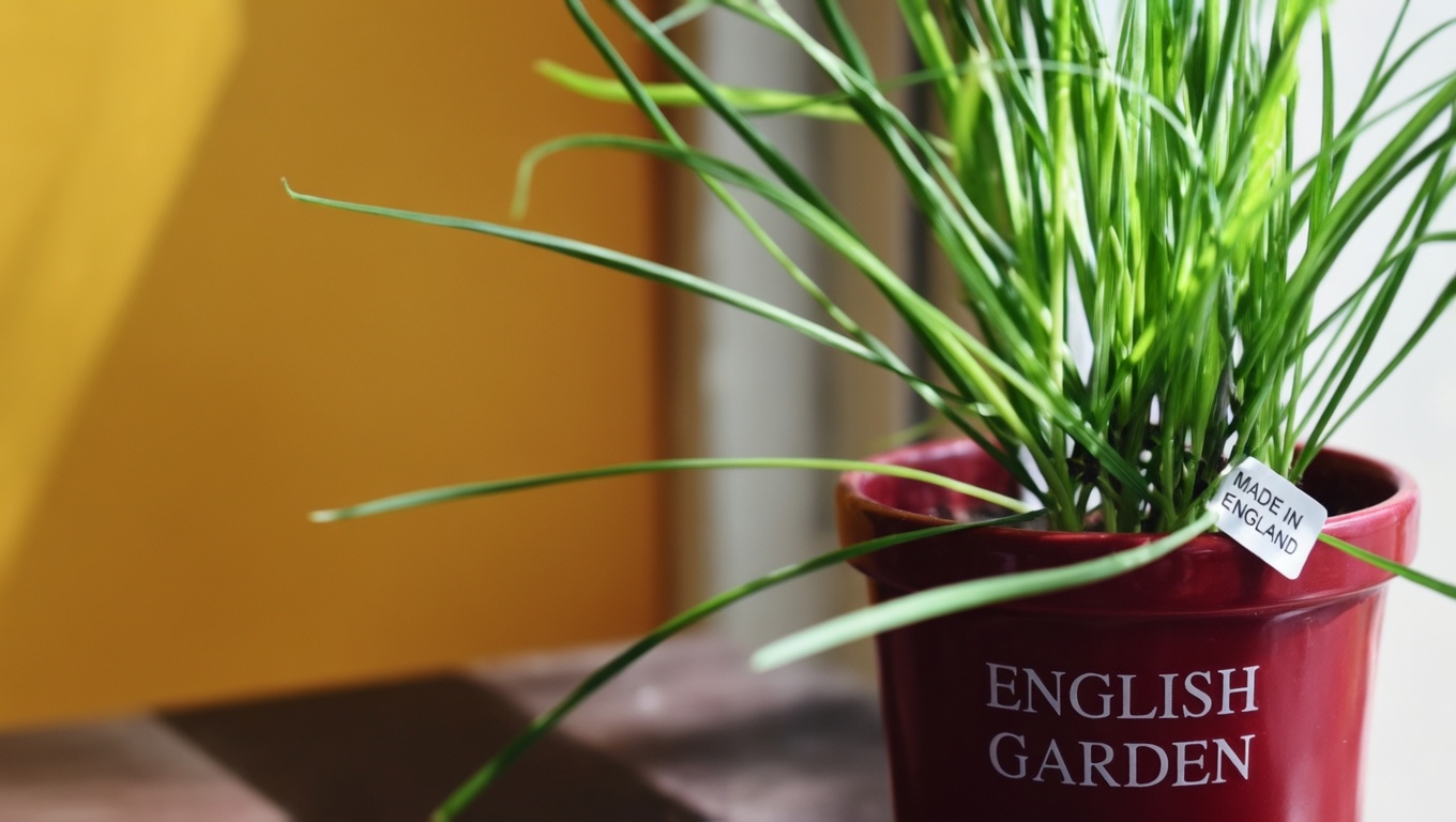 Weeds or Wonders? Discover the Hidden Treasures in These 4 Common Plants