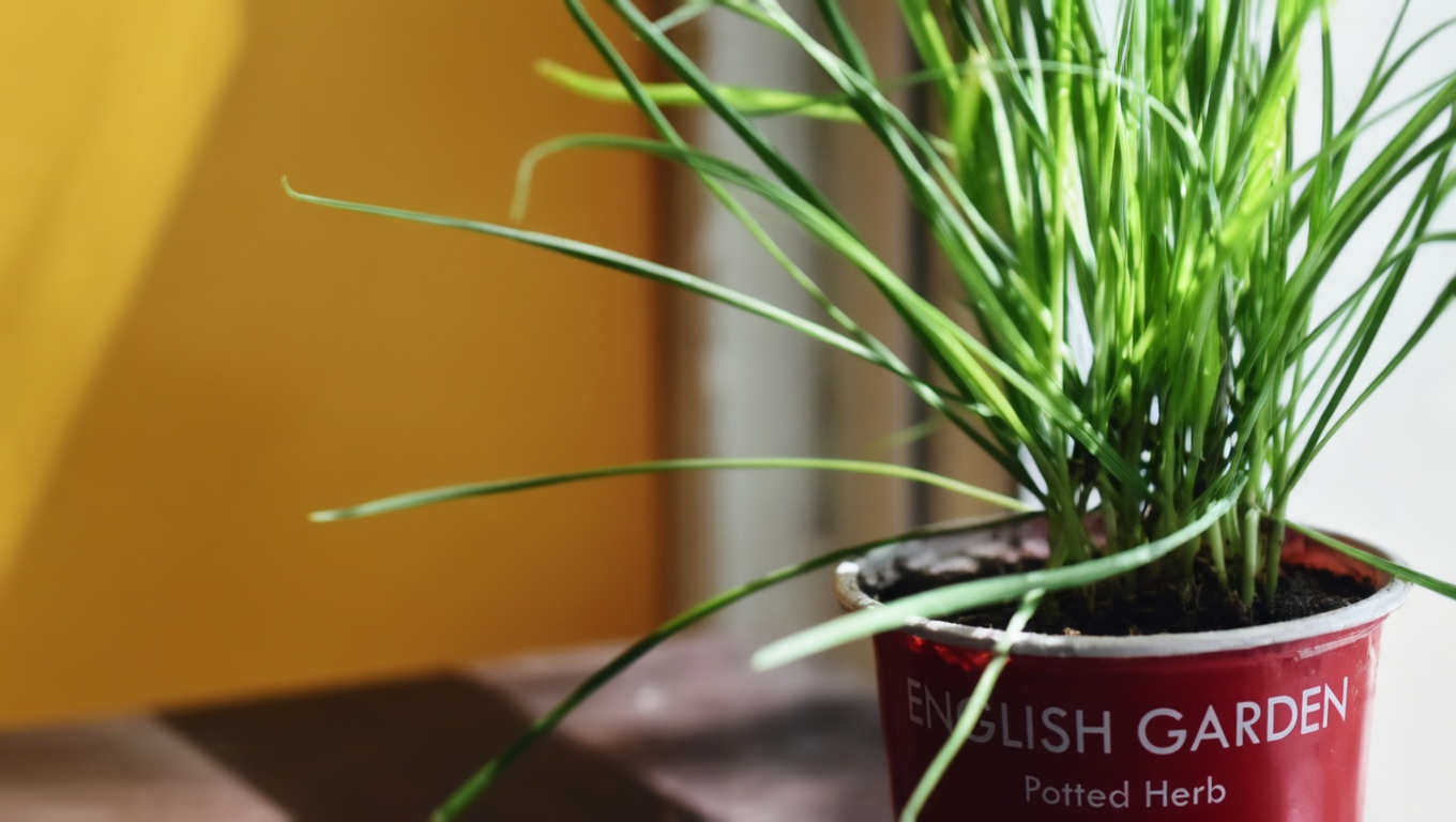 White Deadnettle (Lamium album): 10 Powerful Benefits and Homemade Uses