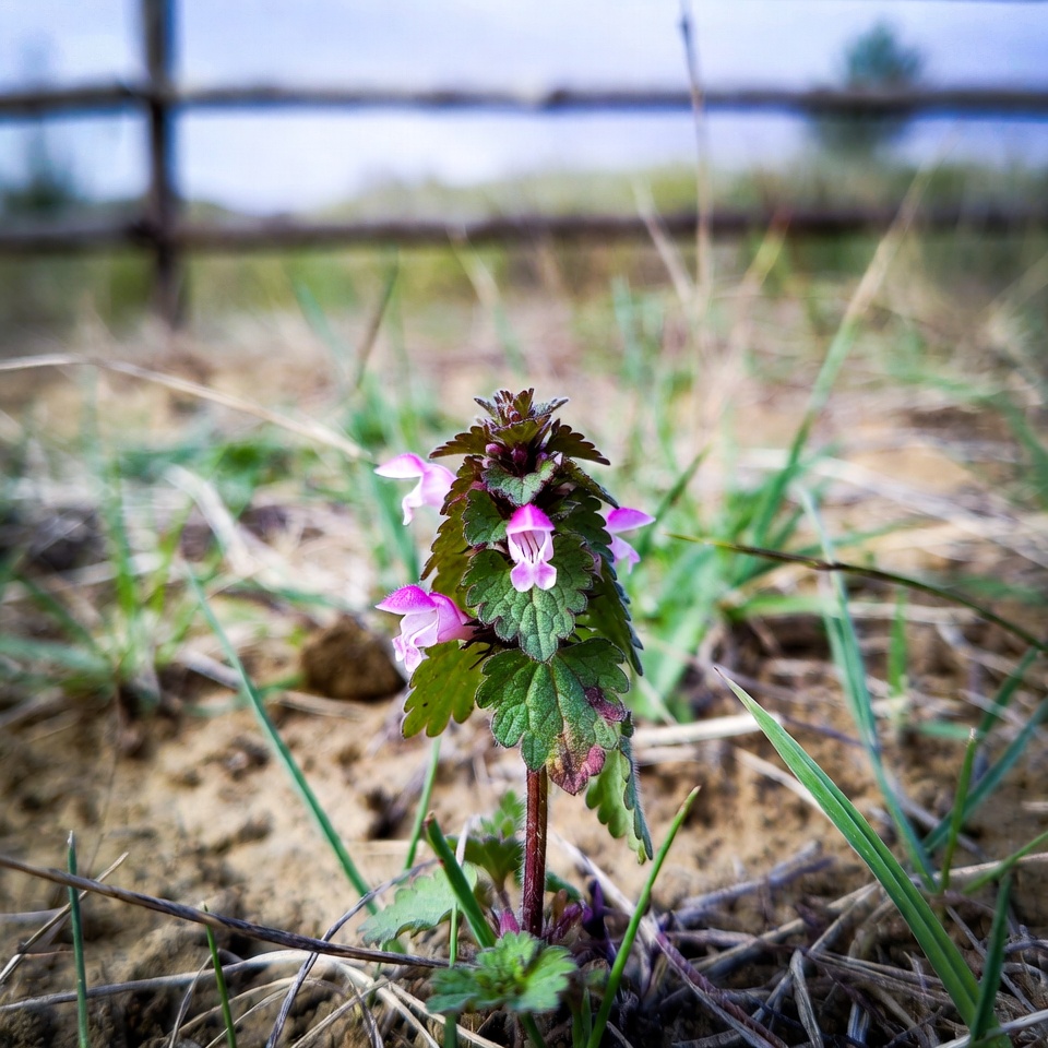 Purple Deadnettle (Lamium purpureum): A Hidden Gem of Medicinal and Practical Uses
