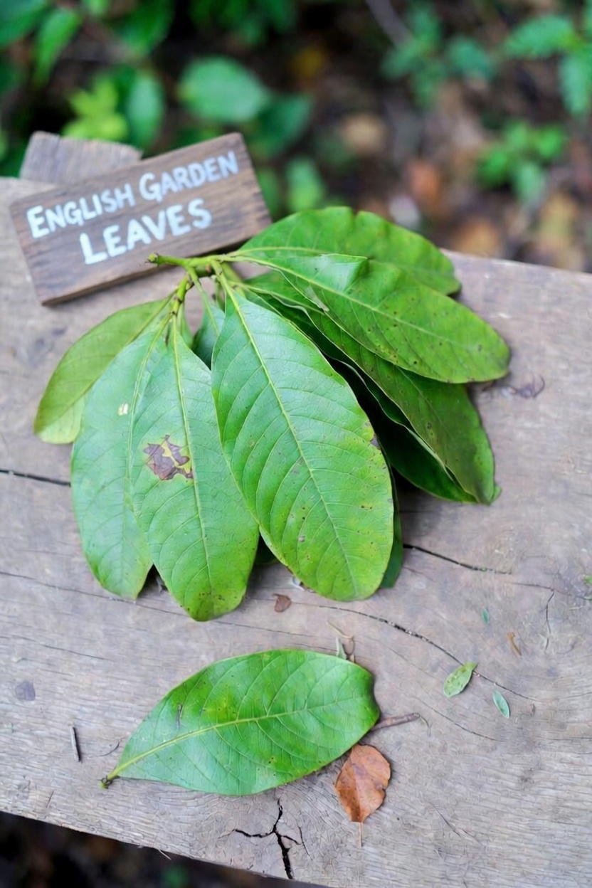 Exploring the Potential of Guava Leaf Tea for Supporting Heart Wellness