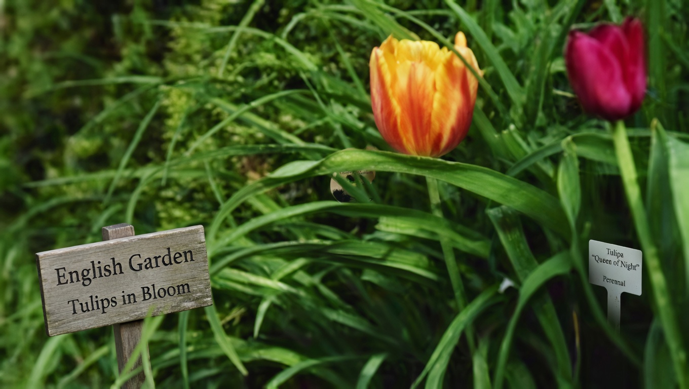 Yarrow: A Timeless Herbal Ally with Amazing Health Benefits