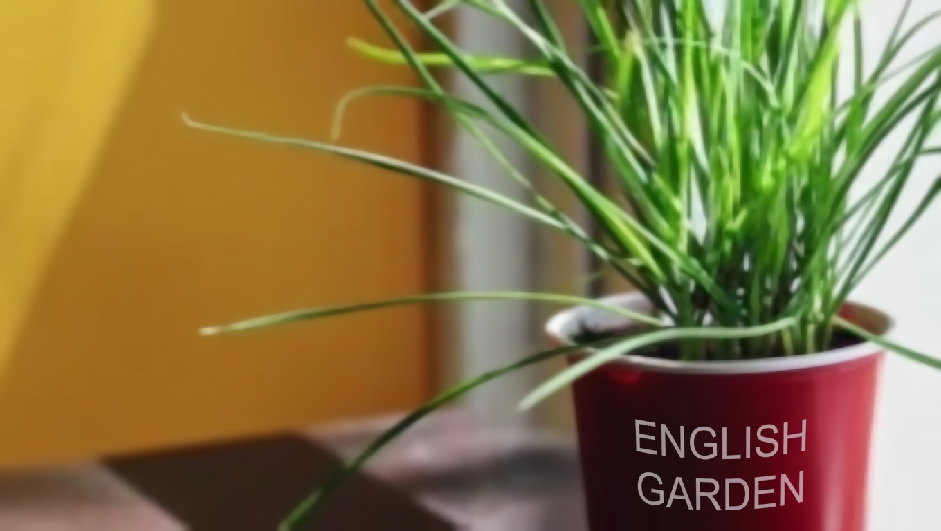 Discover the Surprising Benefits of Putting a Bay Leaf in Your Socks