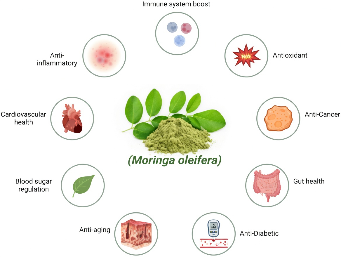 What Are the Potential Nutritional Benefits of Moringa Seeds? A Closer Look at This Nutrient-Dense Superfood