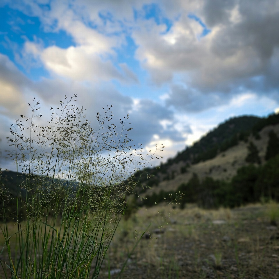 Goosegrass (Eleusine indica): A Natural Ally for Kidney Health