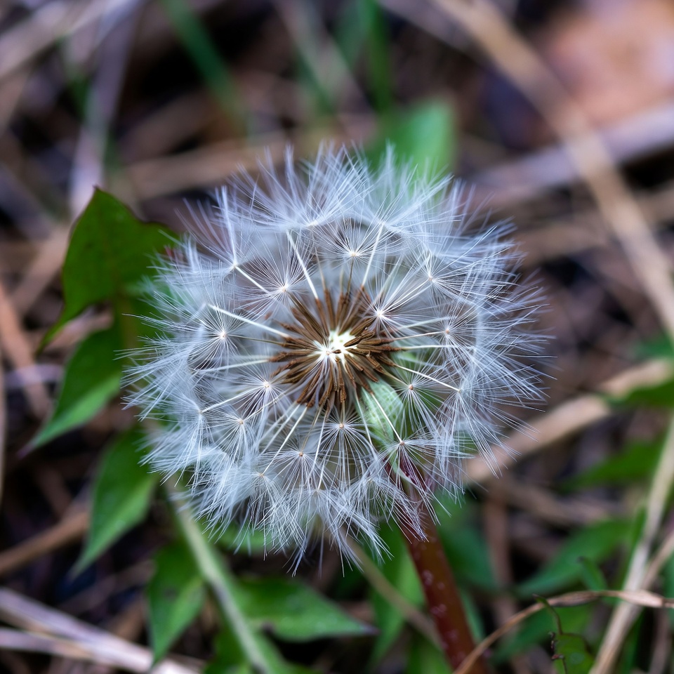 Unearthing the Treasure: Why Dandelion Roots are the Most Important Part of the Plant