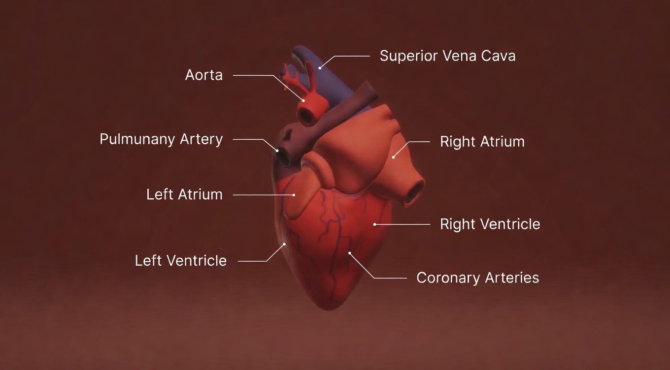 The Natural Antibiotic That Helps With Bladder And Kidney Infections Even After Few Treatments