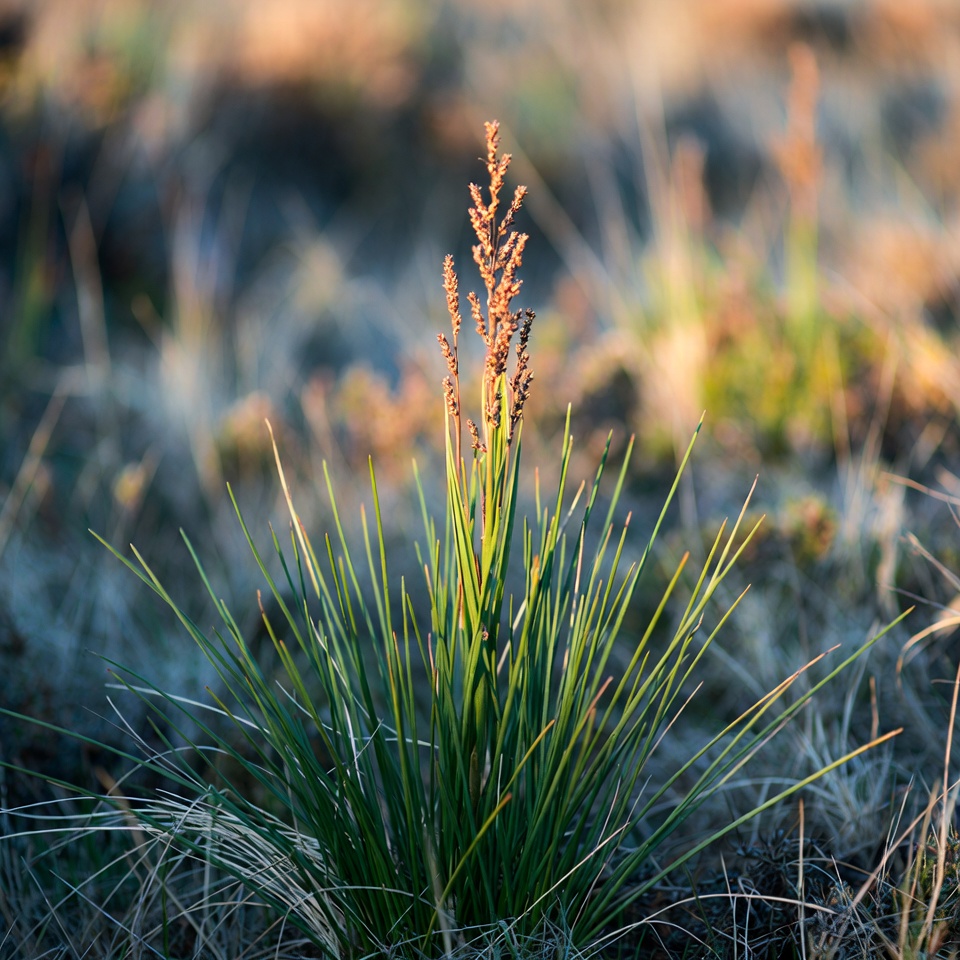 Kyllinga brevifolia, commonly known as green kyllinga or shortleaf spikesedge, is a resilient grass-like plant with remarkable medicinal properties