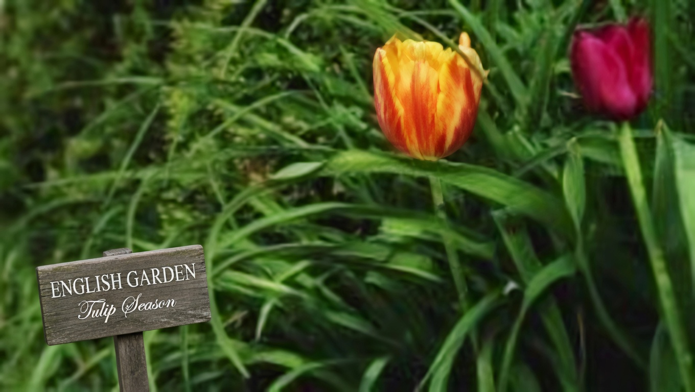 11 Surprising Benefits of The Miracle Leaf of Life