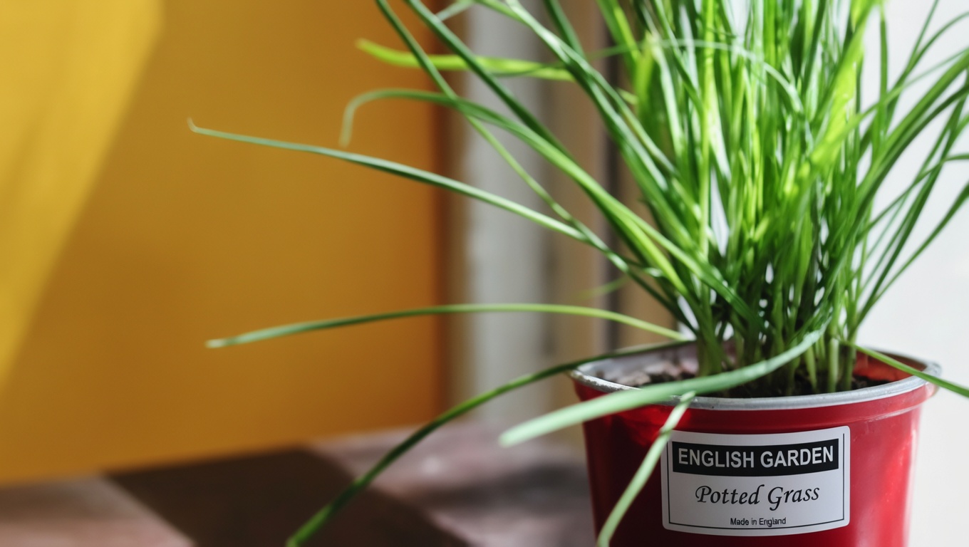 Juniper: A Comprehensive Guide to Its Benefits and Uses