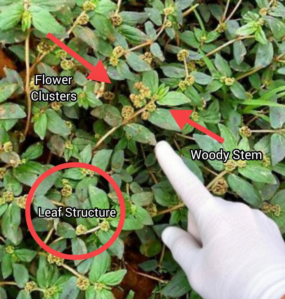 Euphorbia Hirta: A Miraculous Herb with Multifaceted Benefits