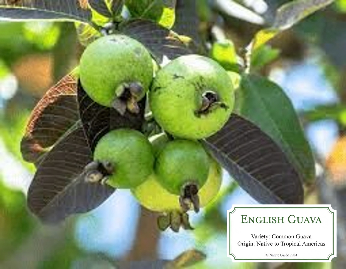 Exploring Natural Ways to Support Eye Health with Guava: A Simple Guide