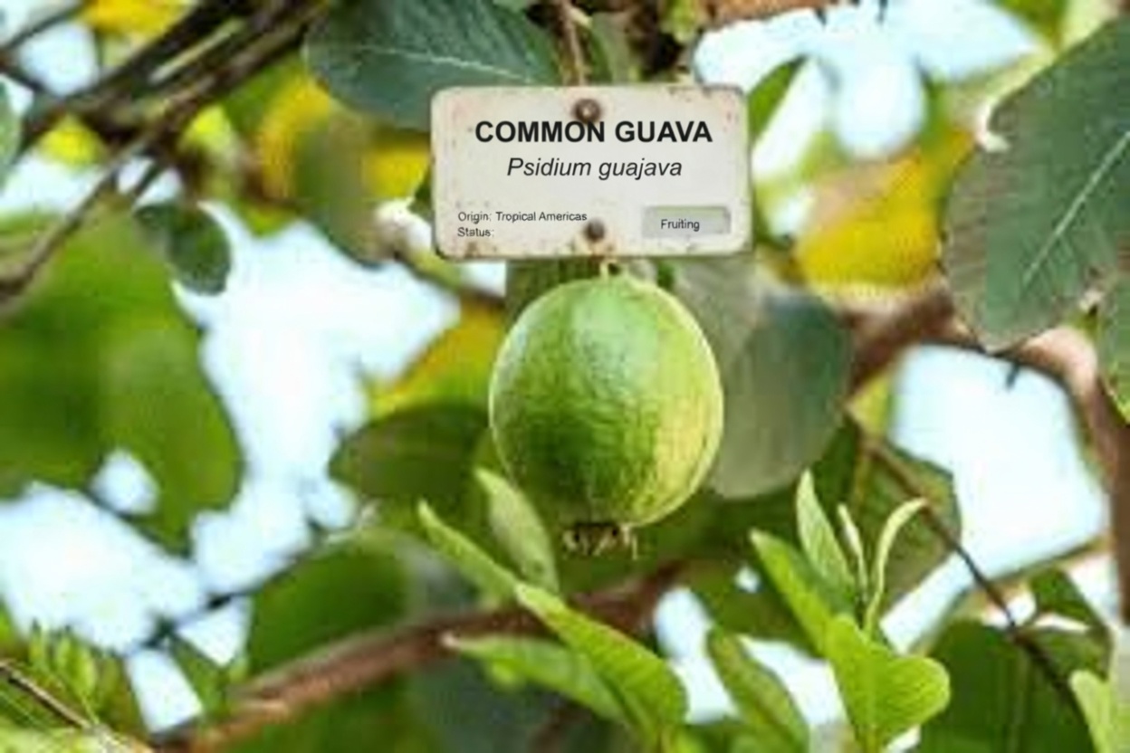 Exploring Natural Ways to Support Eye Health with Guava: A Simple Guide