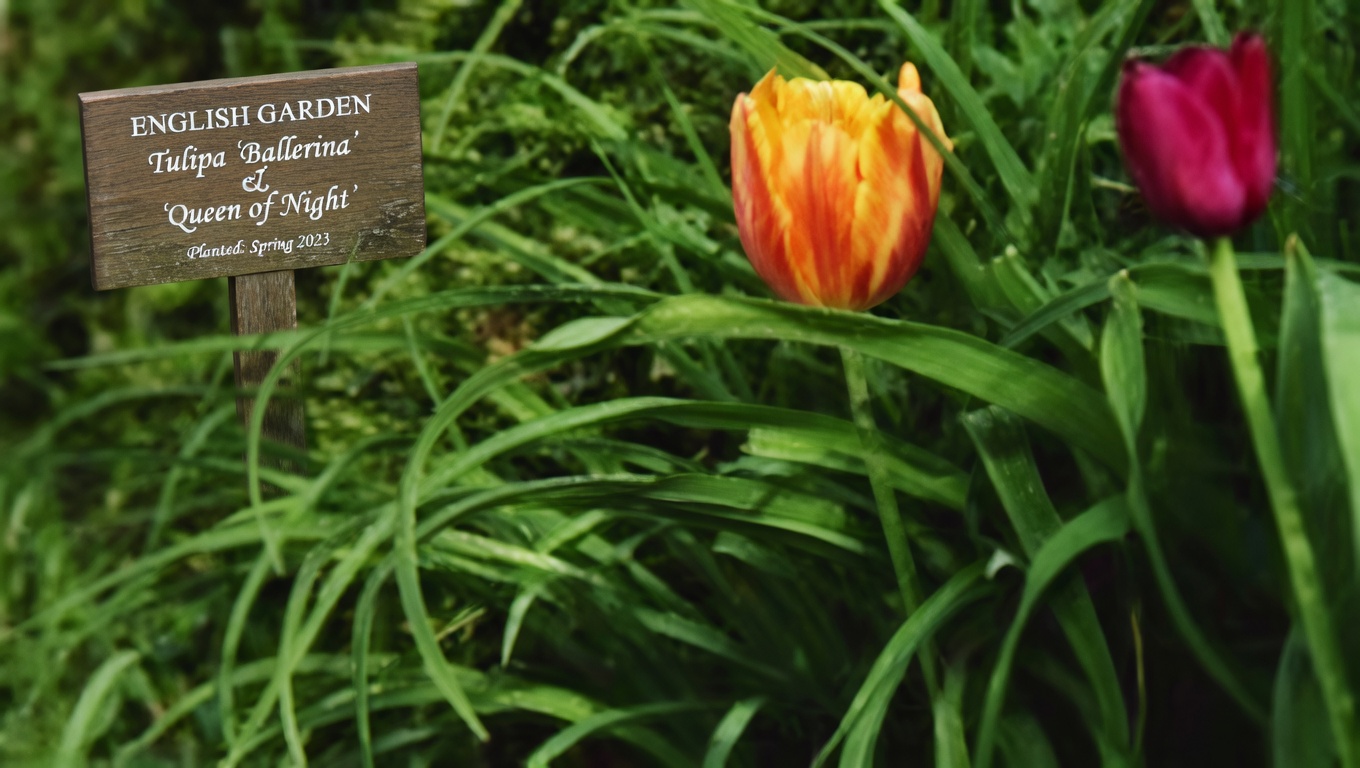 Hibiscus Leaves and Flowers: Benefits and Homemade Uses