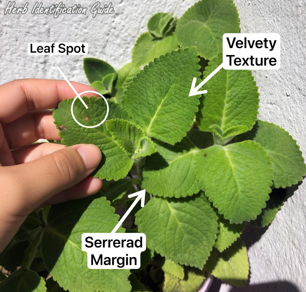 13 Health Benefits of Oregano Orejón and How to Use It