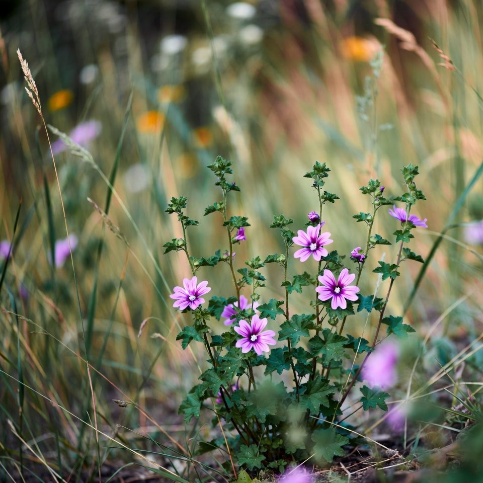 Unlocking the Secret Health Benefits of Common Mallow: Nature’s Wonder Herb for Wellness