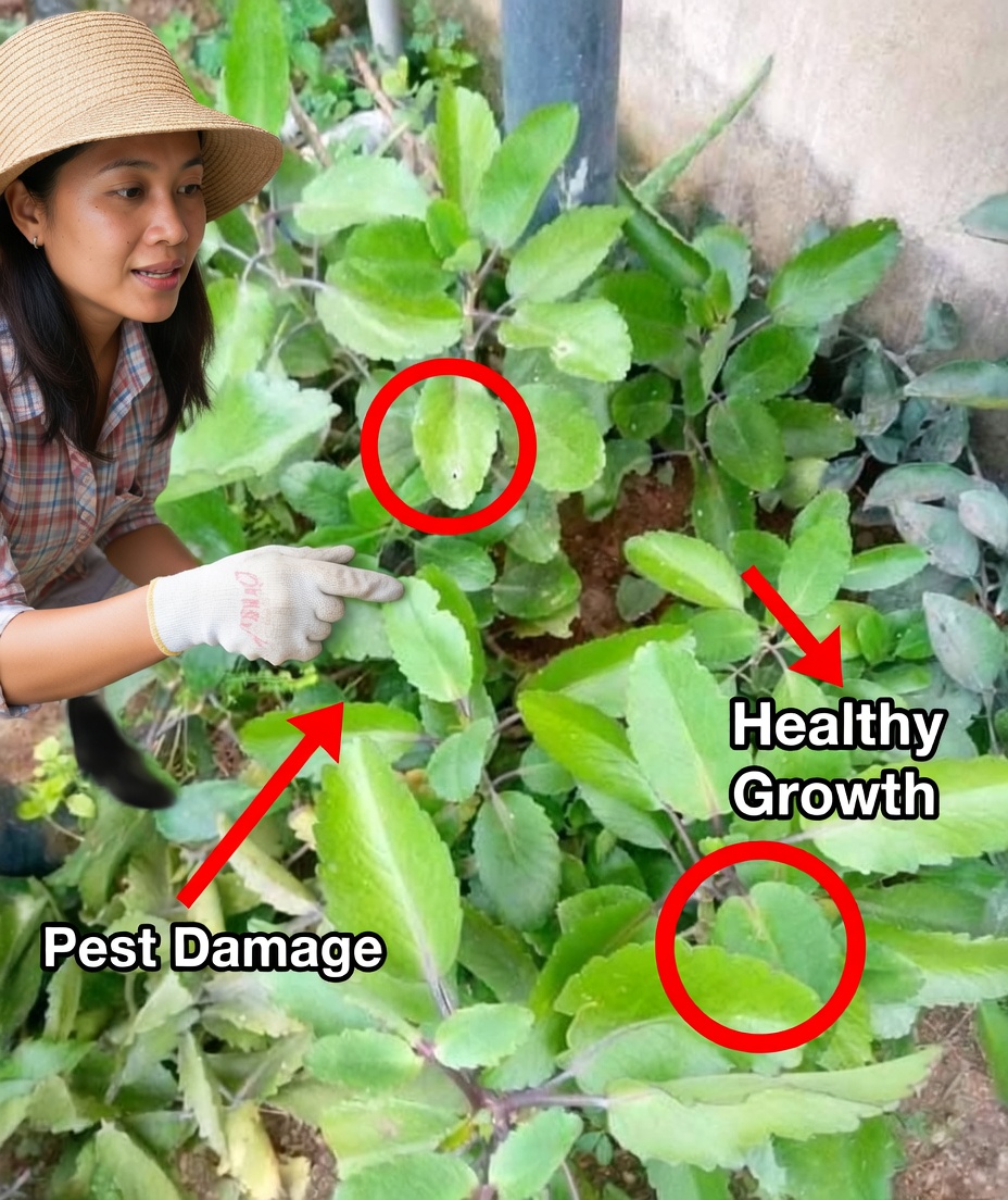 Kalanchoe Pinnata – The Miracle Herb for Health