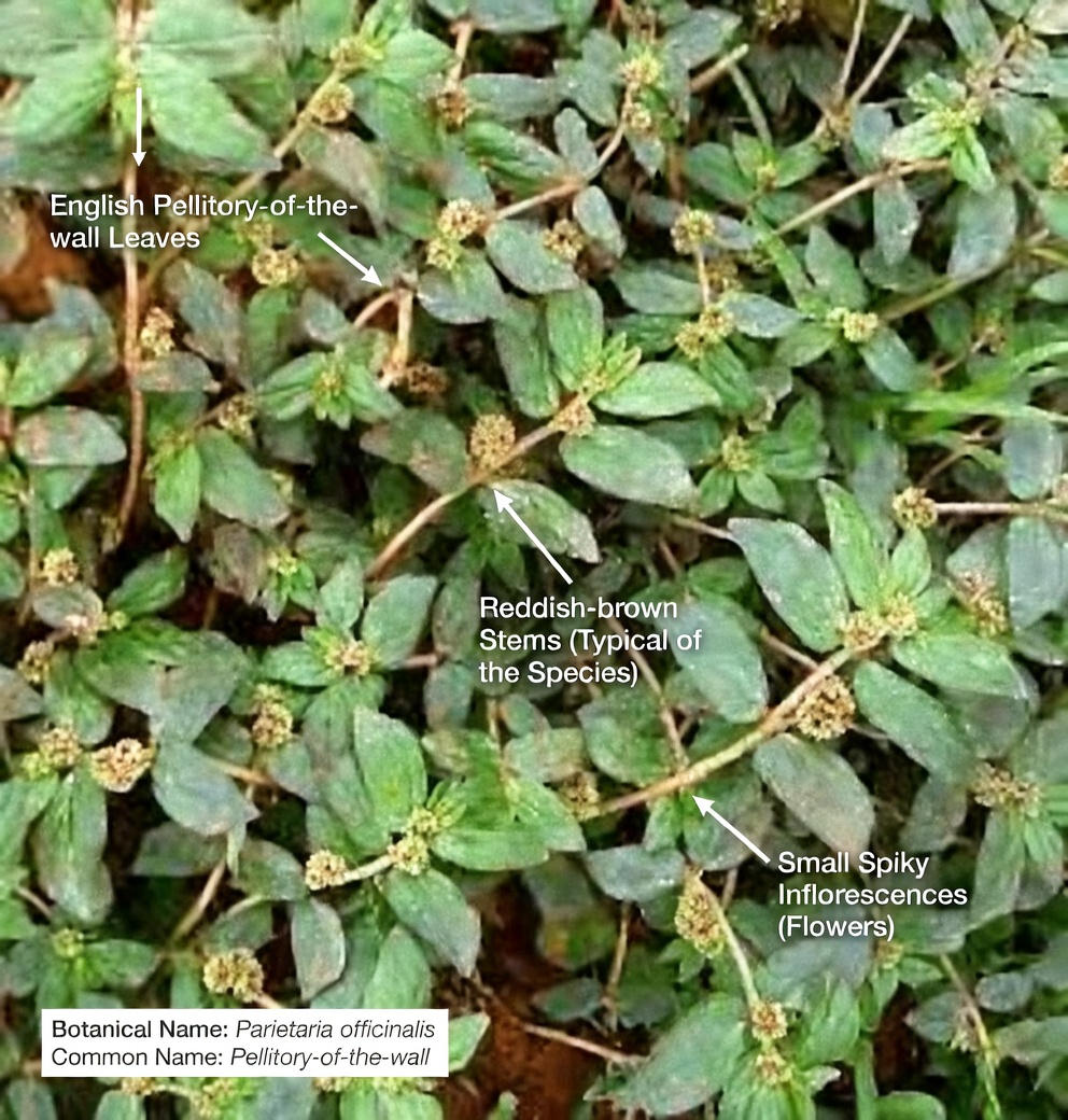 Exploring Natural Plant-Based Approaches to Supporting Skin Health: What People Say About This Common Weed