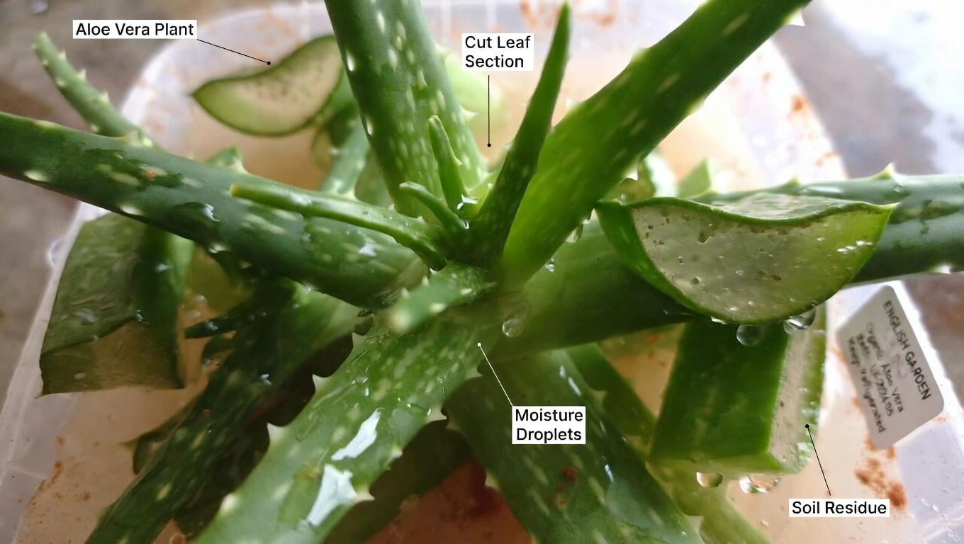 Discover the Potential Benefits of Aloe Vera and Cinnamon for Everyday Wellness and Eye Comfort