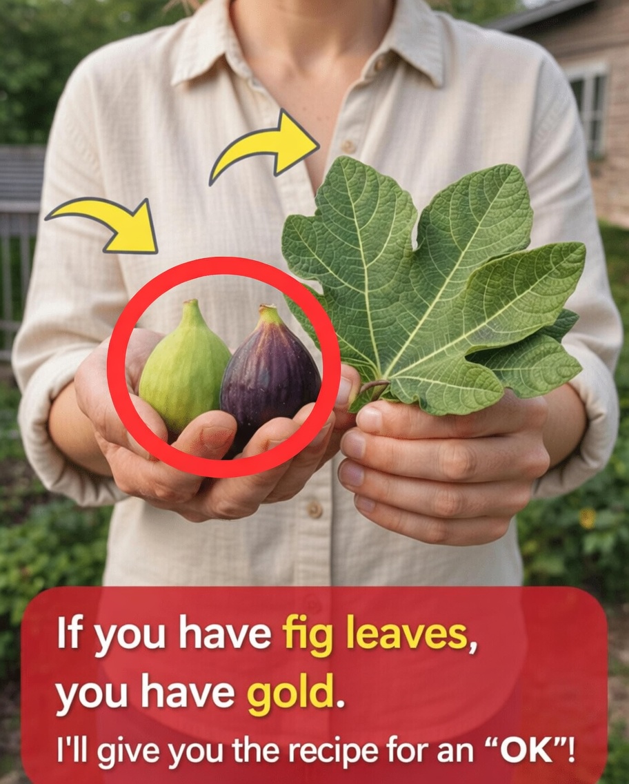 The Hidden Power of Fig Leaves: A Simple Herbal Tea You Might Want to Try