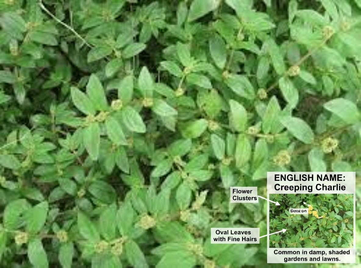 Don’t Ignore This Common Weed! Big-Leaf Milkweed’s Surprising Role in Traditional Eye Comfort Remedies