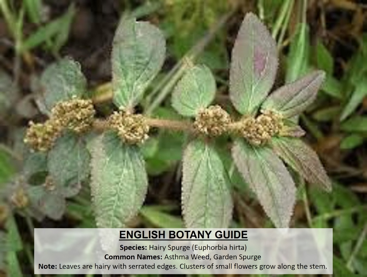 Don’t Ignore This Common Weed! Big-Leaf Milkweed’s Surprising Role in Traditional Eye Comfort Remedies