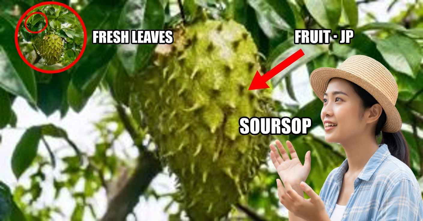 Hojas de guanábana: beneficios, usos y recetas tradicionales
