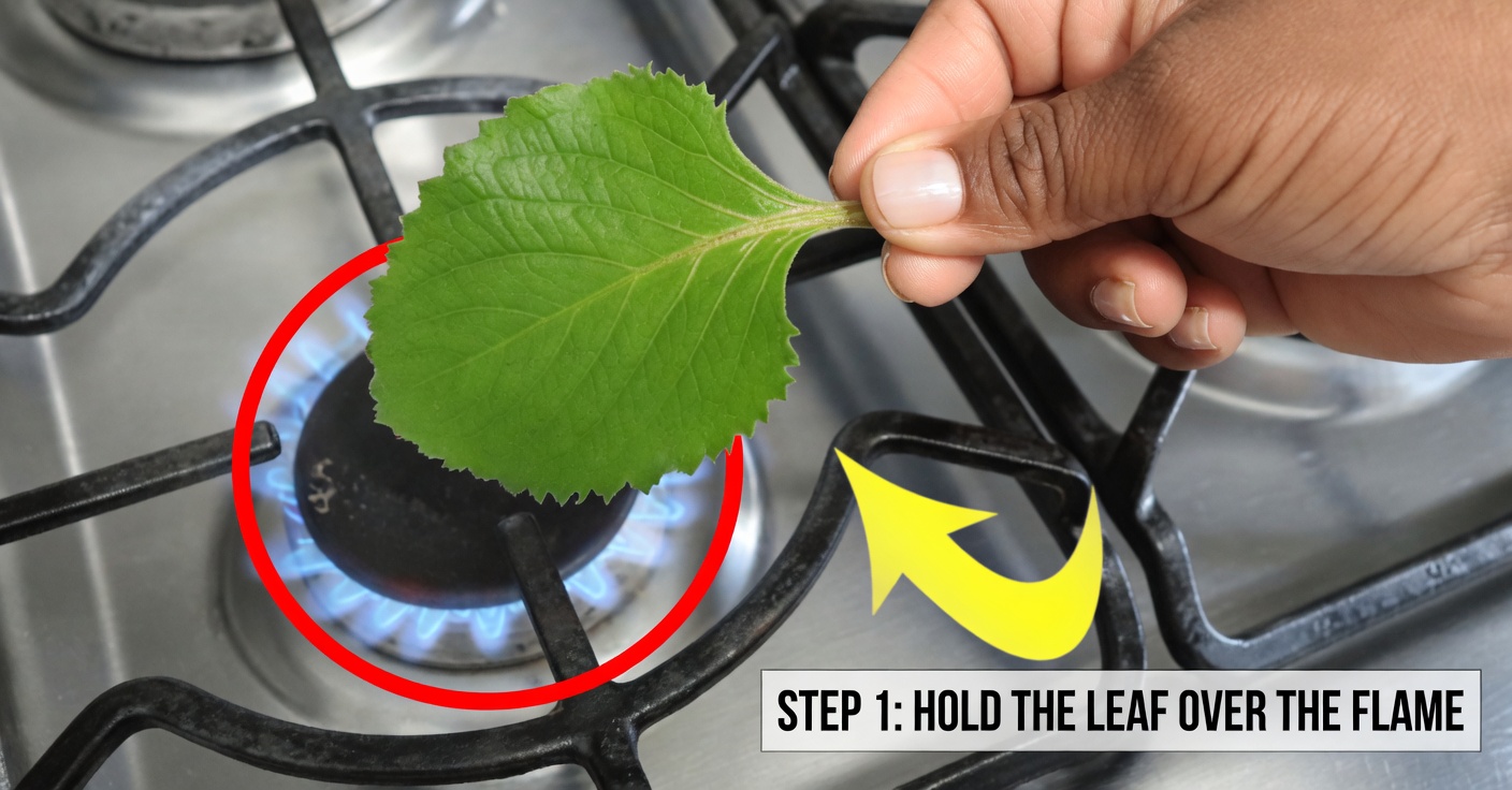 Beneficios de Calentar Hoja de Orégano Orejón