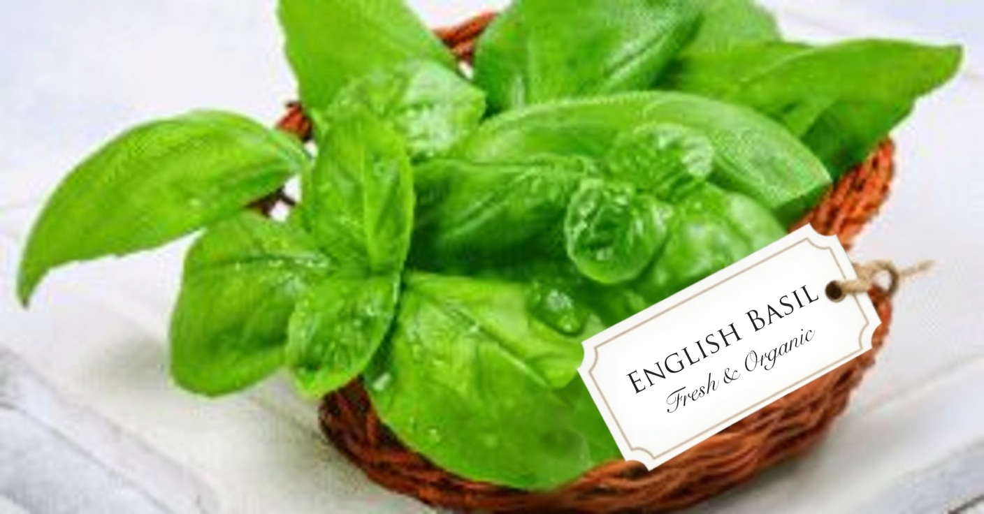 Hojas Medicinales para Vista: Esenciales para tu Salud Ocular