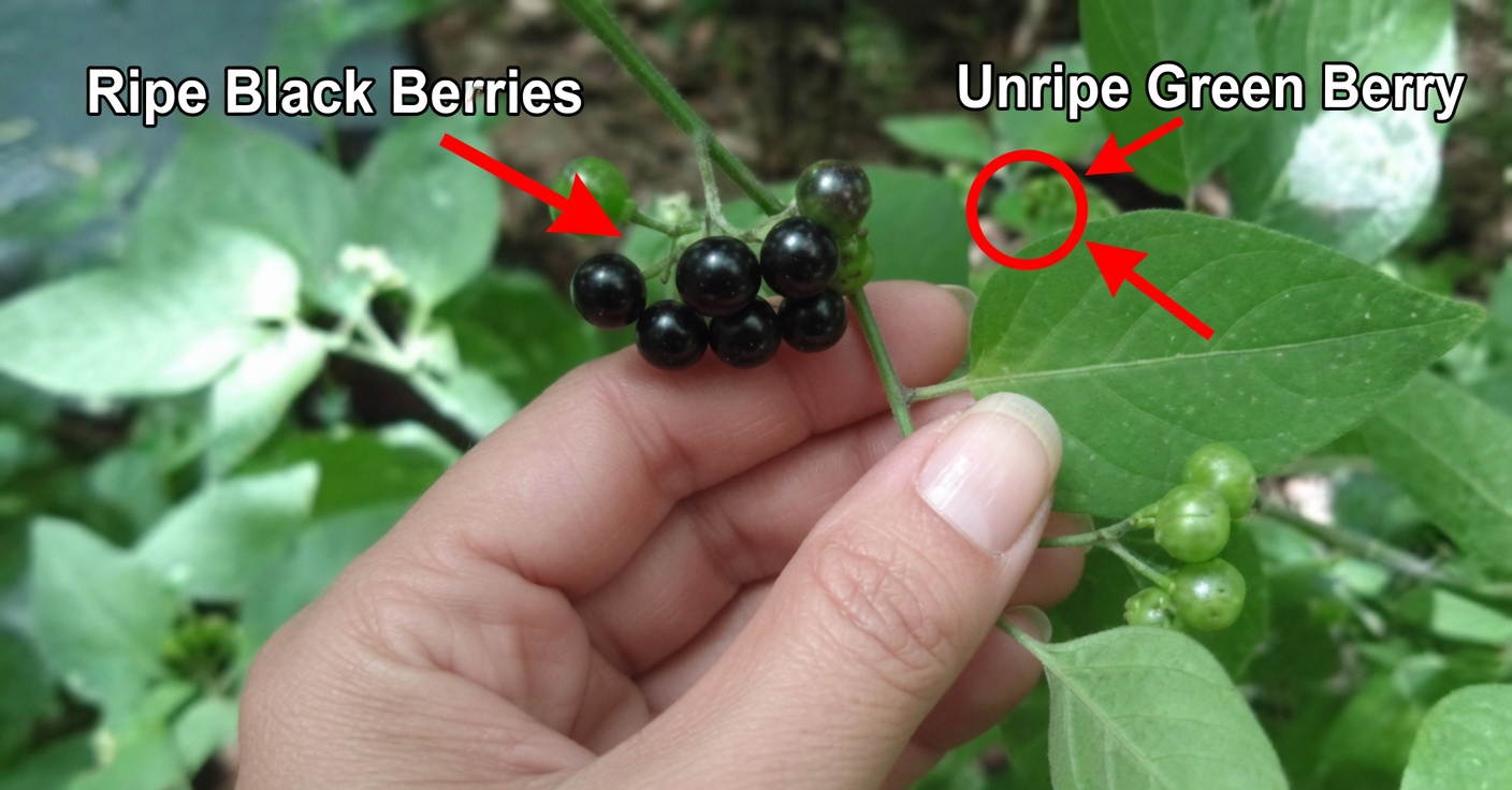 Hierba Mora: Beneficios y Recetas Naturales