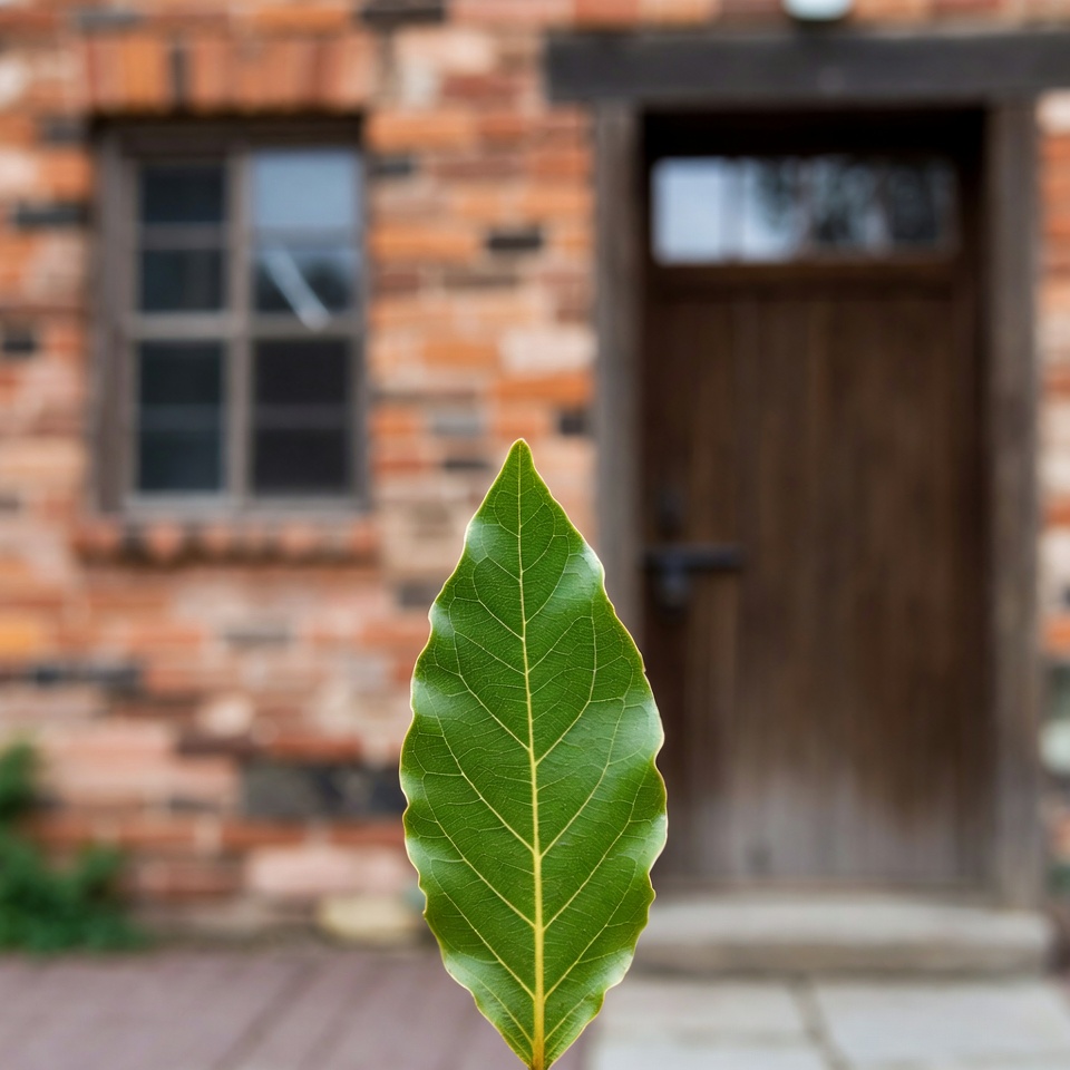 Discover the Benefits of Bay Leaf for Your Feet